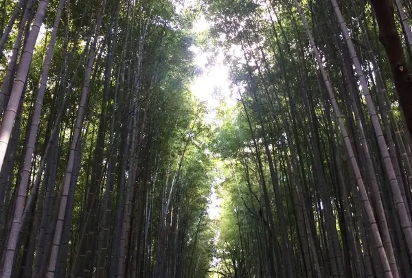 嵯峨野竹林