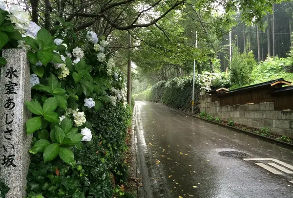 氷室あじさい坂の写真・動画_image_158911