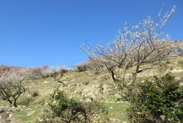 綾部山梅林の写真・動画_image_1591247