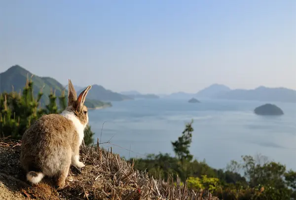 大久野島