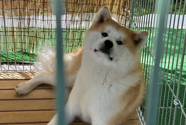 秋田犬ふれあい処ｉｎ千秋公園の写真・動画_image_1606687