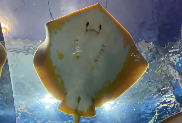 浅虫水族館の写真・動画_image_1610170