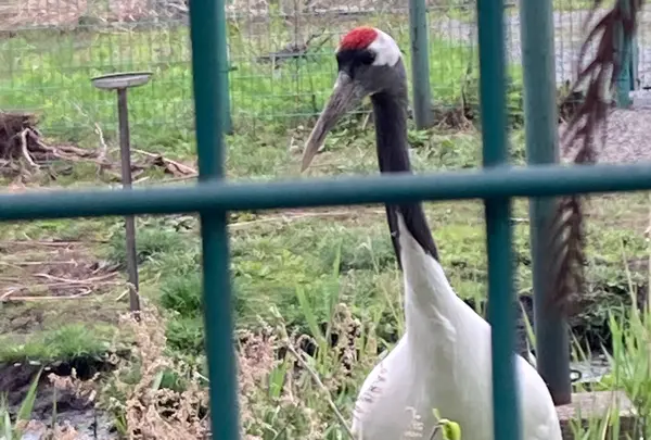 丹頂鶴自然公園の写真・動画_image_1610192