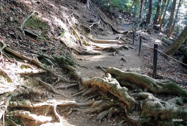 鞍馬山の写真・動画_image_162132