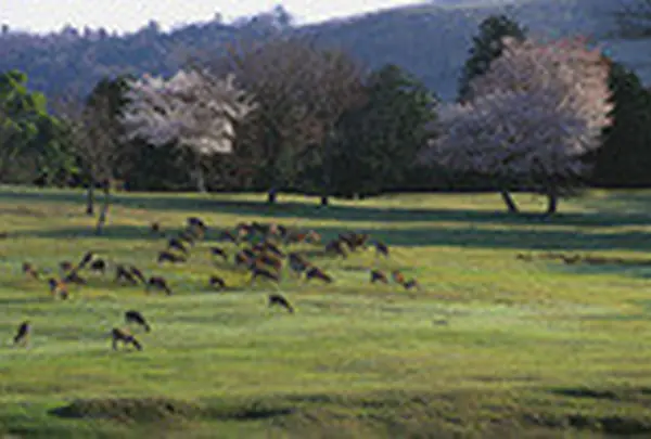 奈良公園