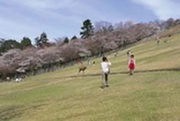 若草山