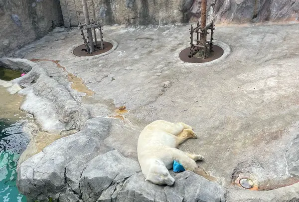 旭山動物園の写真・動画_image_1630019