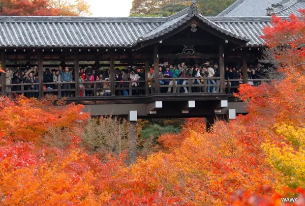 東福寺駅の写真・動画_image_163179
