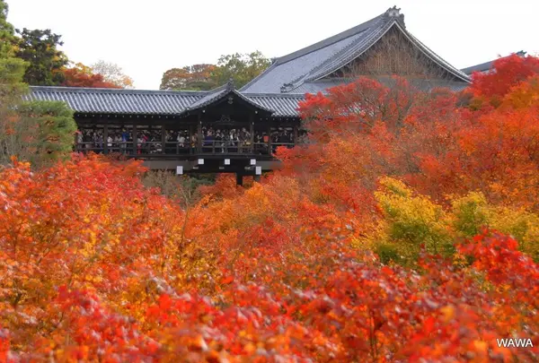 東福寺 通天橋の紅葉