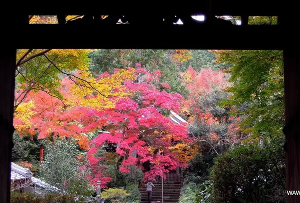 来迎院の写真・動画_image_163213