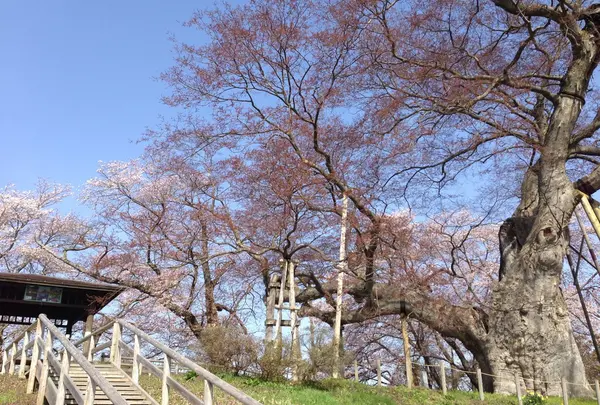 高瀬の大木（ケヤキ）