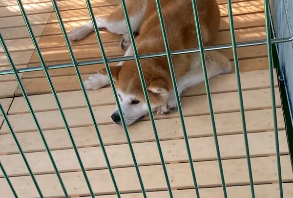秋田犬ふれあい処ｉｎ千秋公園の写真・動画_image_1646541