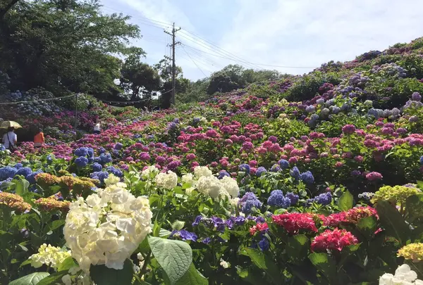 形原温泉あじさいの里