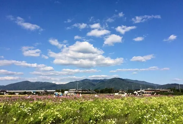 京都丹波／亀岡夢コスモス園の写真・動画_image_165172