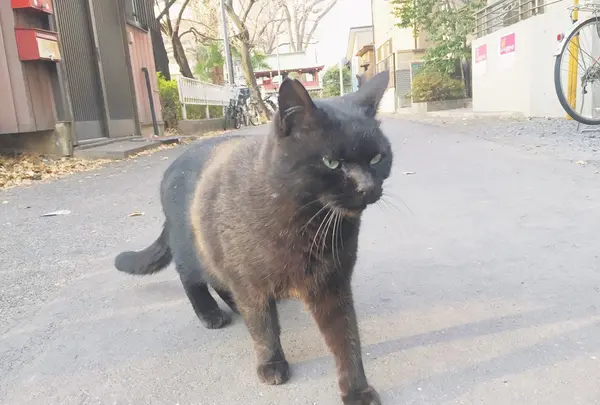 中央公園