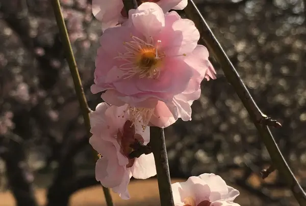 あけぼの山公園