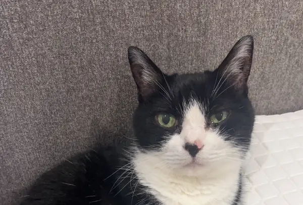 みるくのところ