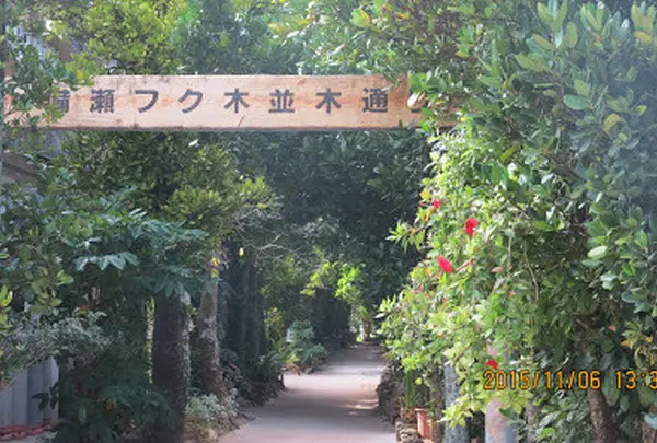 備瀬のフクギ並木