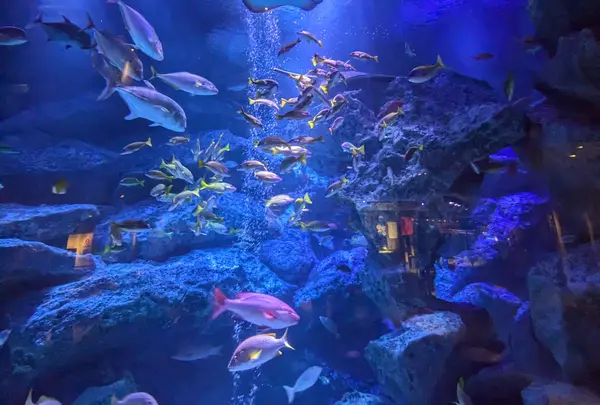 すみだ水族館の写真・動画_image_1673574