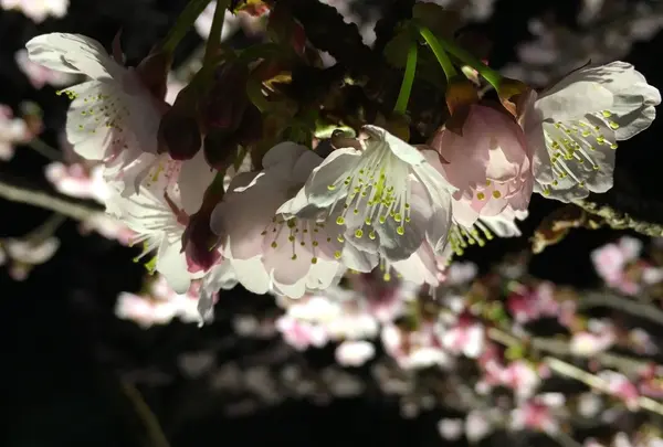 熱海桜