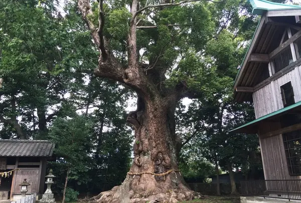 来宮神社