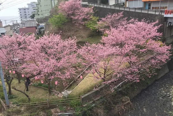 熱川温泉の写真・動画_image_170324