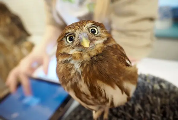 いけふくろうカフェ