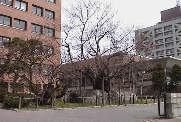 石割桜