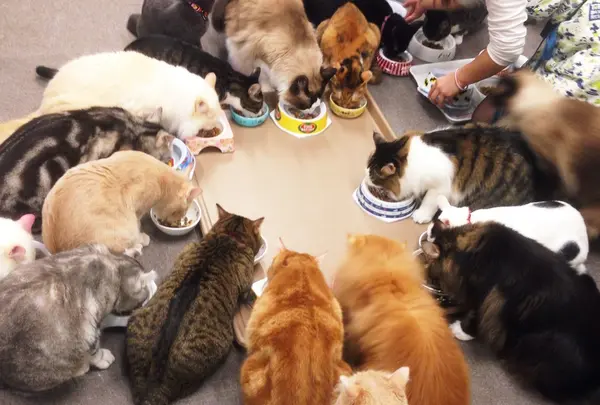 猫まるカフェ East
