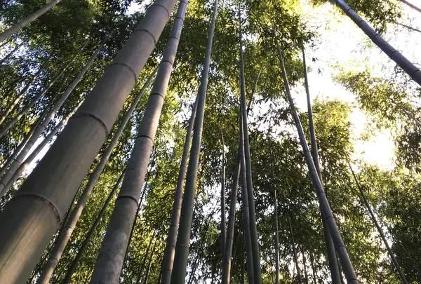 竹林の小径