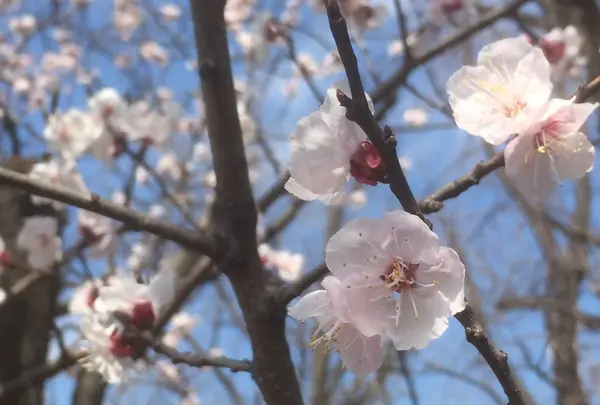 羽根木公園