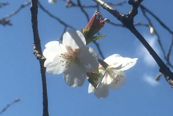 砧公園