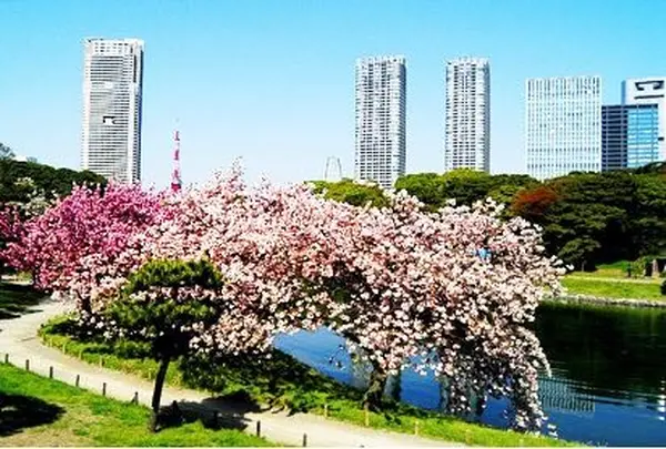 浜離宮恩賜庭園