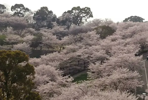 菊池市 総合体育館付近