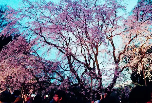 六義園