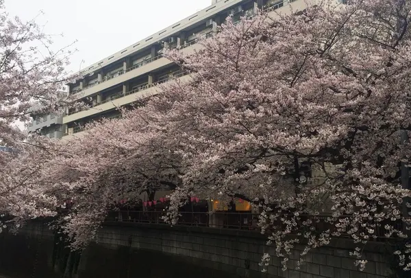 目黒川の桜並木