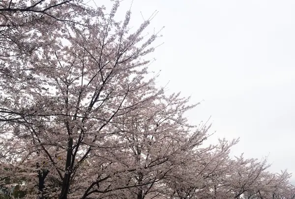東京ミッドタウン