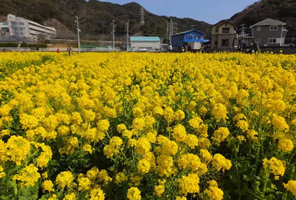 突然現れる菜の花畑