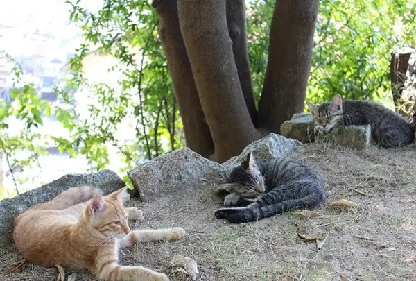 猫の細道