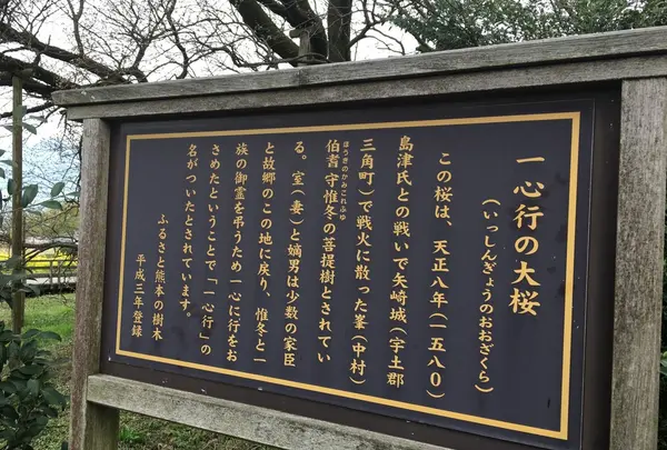 一心行の大桜