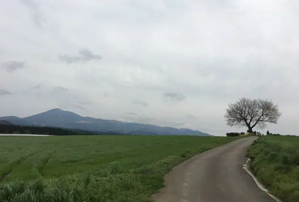 前原の一本桜の写真・動画_image_174323