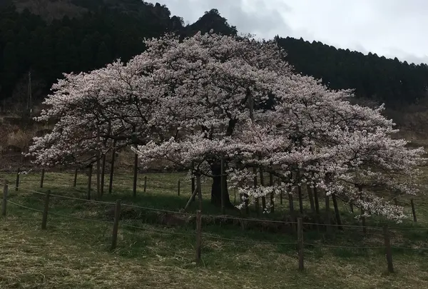 観音桜の写真・動画_image_174324