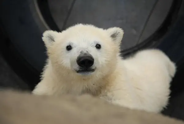 円山動物園