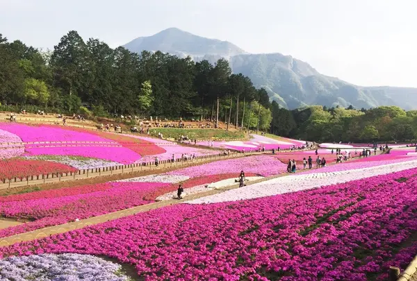 羊山公園
