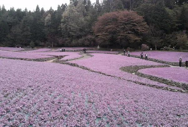 花のじゅうたん