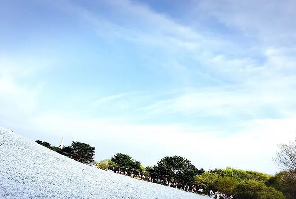 国営ひたち海浜公園