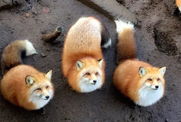 宮城蔵王キツネ村