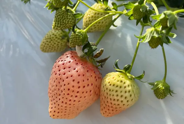 大竹いちご園の写真・動画_image_1775100