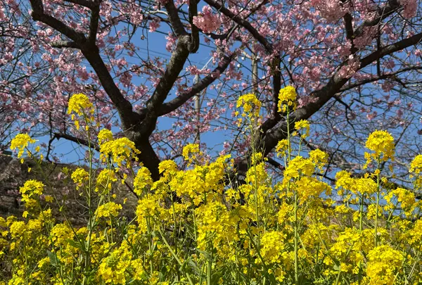 河津桜まつりの写真・動画_image_1778809