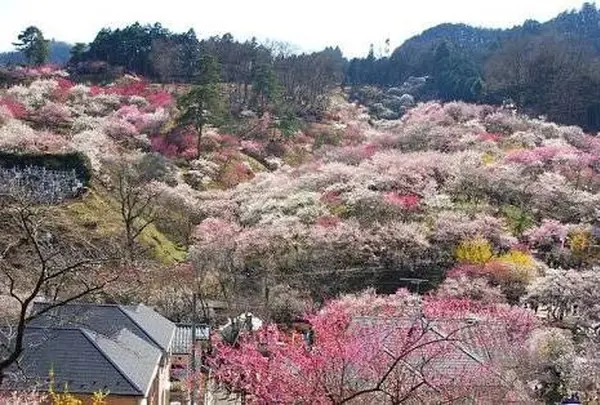 吉野梅郷の写真・動画_image_178562